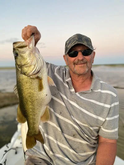 Female largemouth bass with eggs
