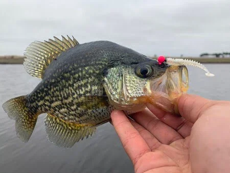 Black crappie caught on a B-vibe 1.5 inch softbait