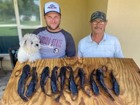 A mess of brown bullhead catfish ready to eat!