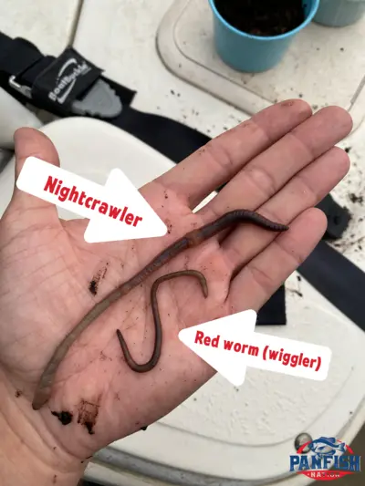 Nightcrawler vs Red Wiggler (size difference)