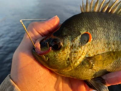 Nice shellcracker caught on a nightcrawler