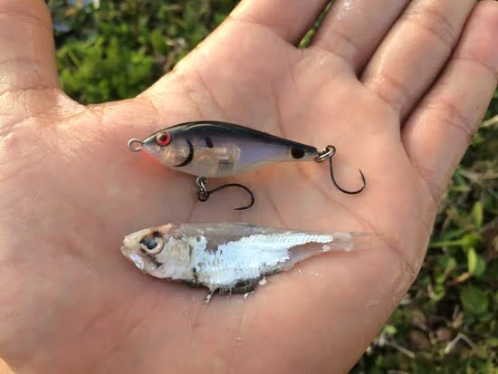 The Best Minnow Fishing Lures For Bass, Trout & Crappie