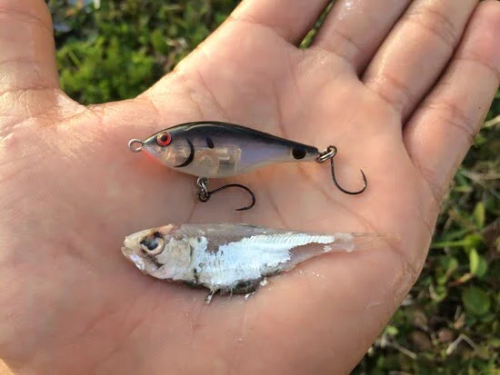 The Best Minnow Fishing Lures For Bass, Trout & Crappie • Panfish Nation