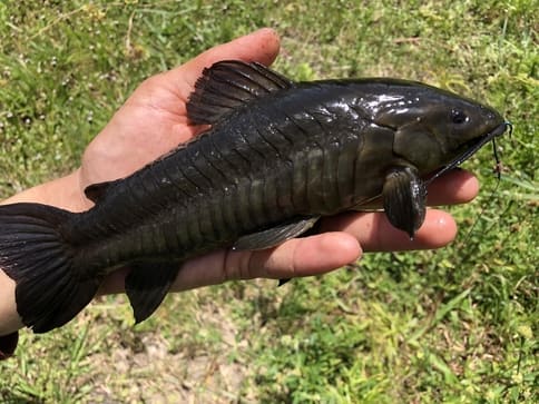 Brown Hoplo (Armored Catfish)