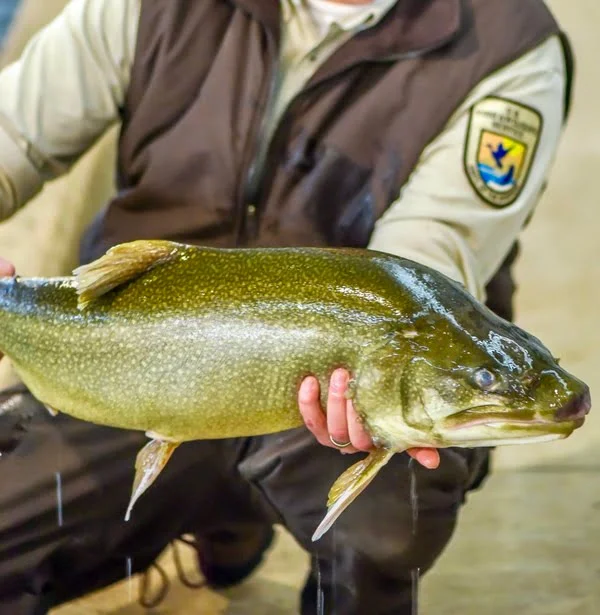 Are Lake Trout Good To Eat?