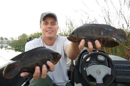 Two large oscars caught in the everglades