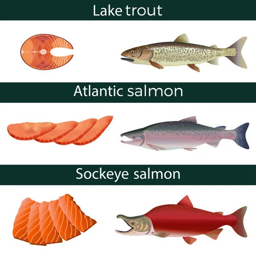 Lake trout compared to atlantic salmon and sockeye salmon