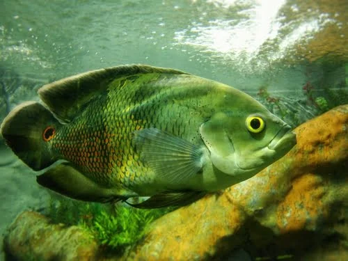 Large oscar fish