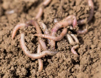 Where to Find Earthworms