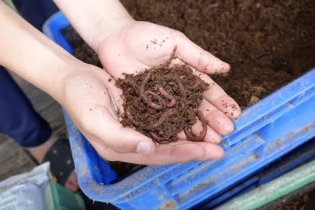 Compost bin of red fishing worms