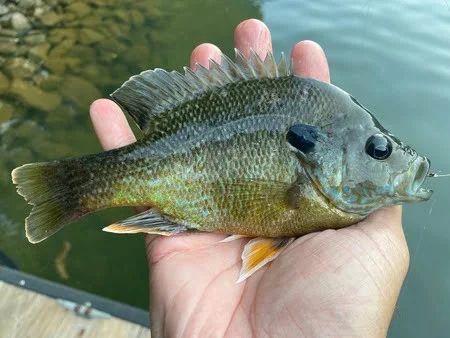 Green Sunfish - The Complete Fishing and Species Guide