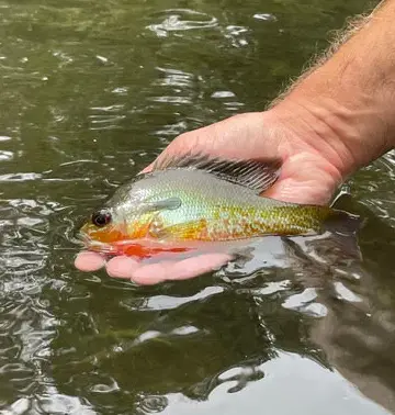 Redear Sunfish caught on BFS microjig