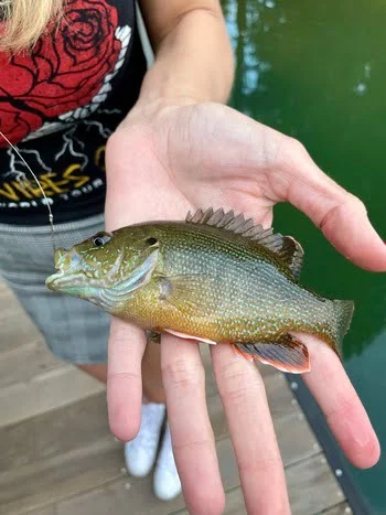 Small Green Sunfish