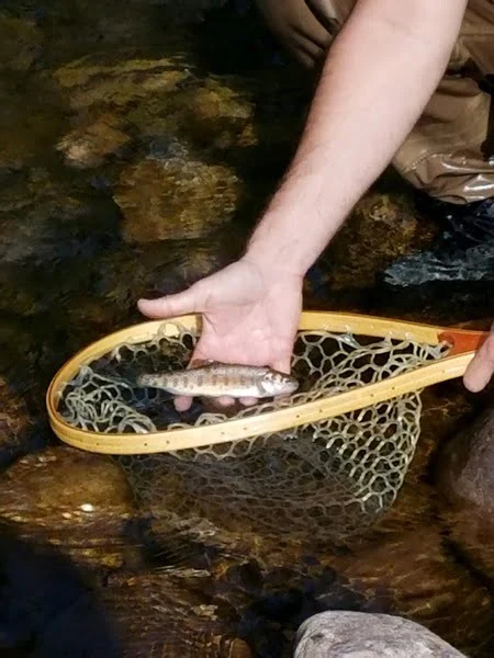 Juvenile Brown Trout cauht on a live worm