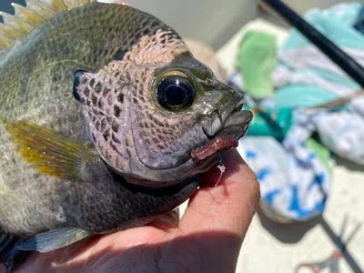 Coppernose bluegill caught on a worm