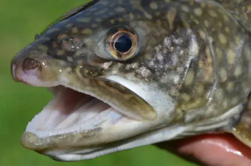 Lake Trout Up Close on Mouth and Eyes