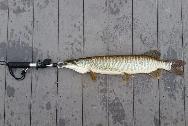 Are Muskie Good To Eat? And, Is It Okay To Keep Them?