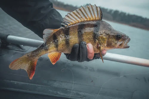 An angler holding a Yellow Perch catch