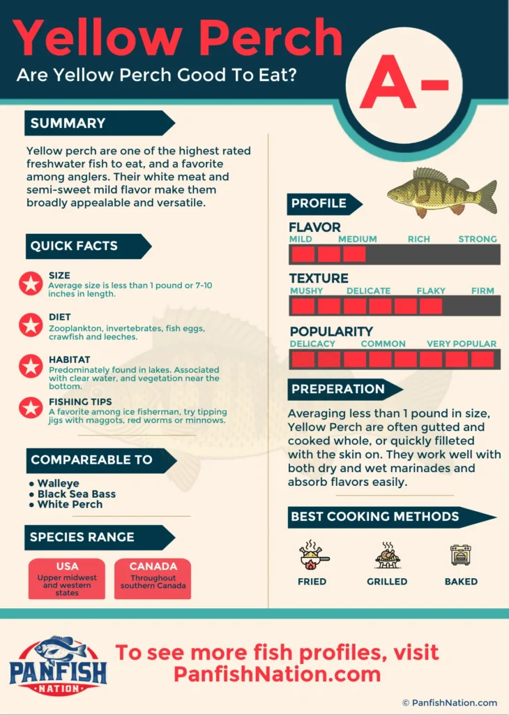 Infographic "Are Yellow Perch Good To Eat?"