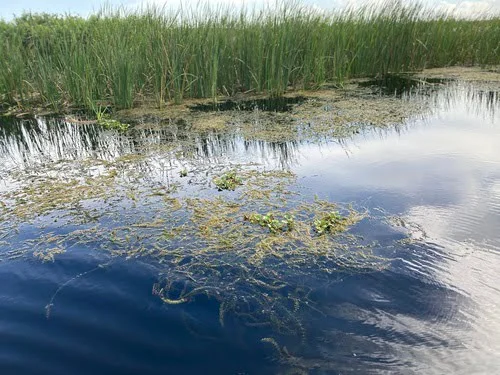 Heavy cover of cattails and hydrilla along a deep canal