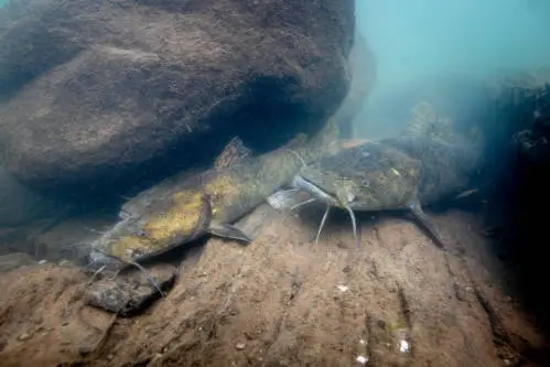 Two Flathead catfish hiding under a big rock