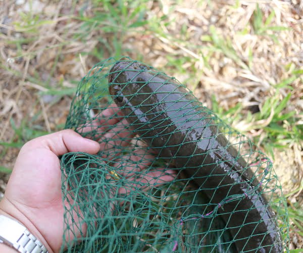 Are Snakehead Fish Good To Eat