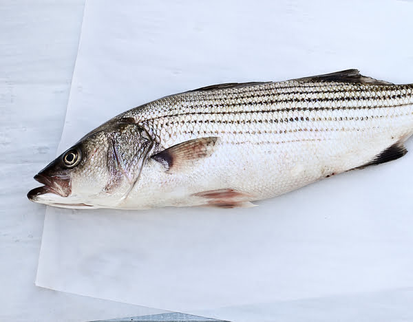 Are Freshwater Striped Bass Good To Eat?