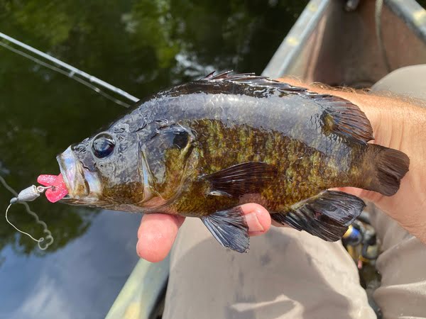 Warmouth, an often confusing fish for anglers to identify.