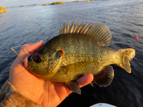 Redear Sunfish