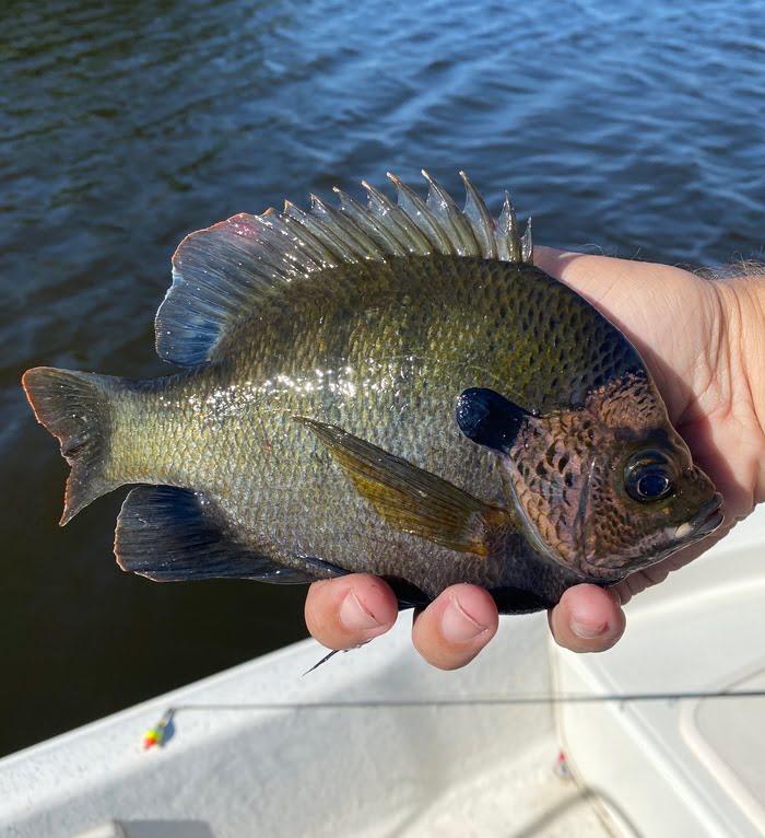 What Are Panfish? Let's Settle This Once And For All