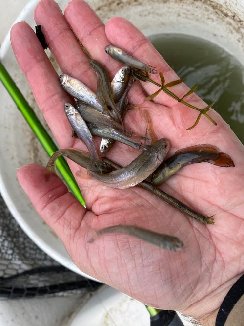 Assorted Live baitfish