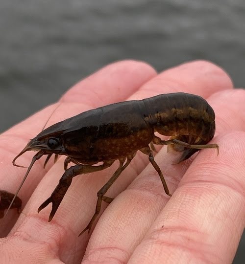 Live crawfish as bluegill bait