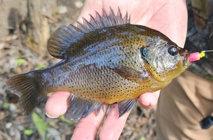 An Homage To The Stumpknocker Fish (Spotted Sunfish)