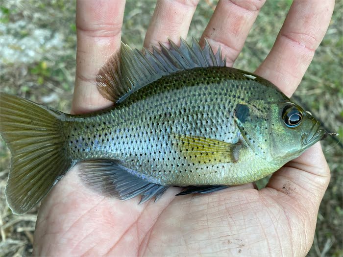 Stumpknocker Fish (Spotted Sunfish)