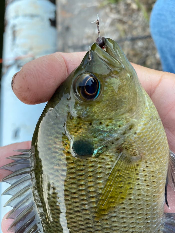 Stumpknocker fish (Blue Eye Shadow)