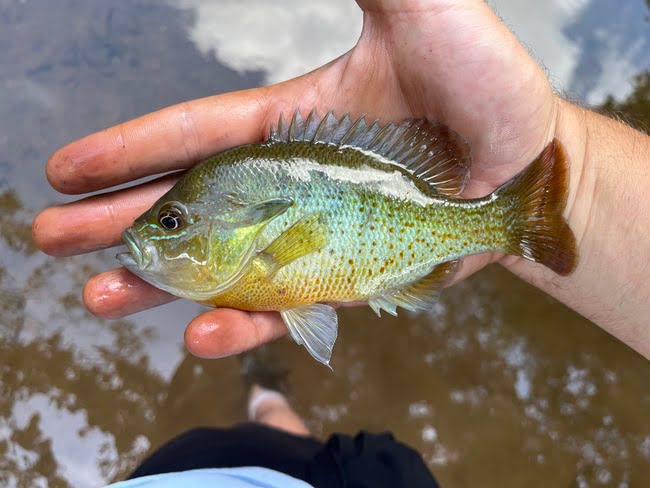 Creek Fishing: Why You Should Skip The Lake and Hit The Creek Instead