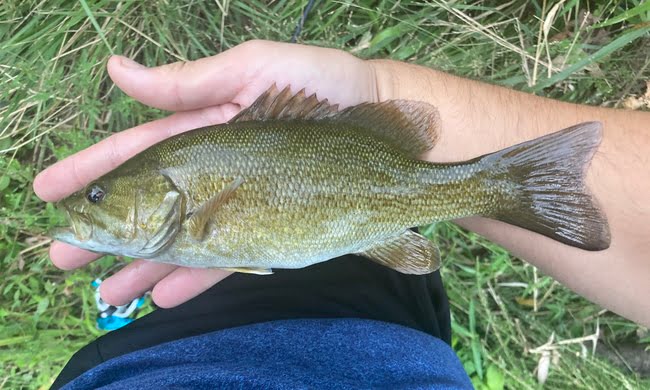 Smallmouth Bass caught while creek fishing