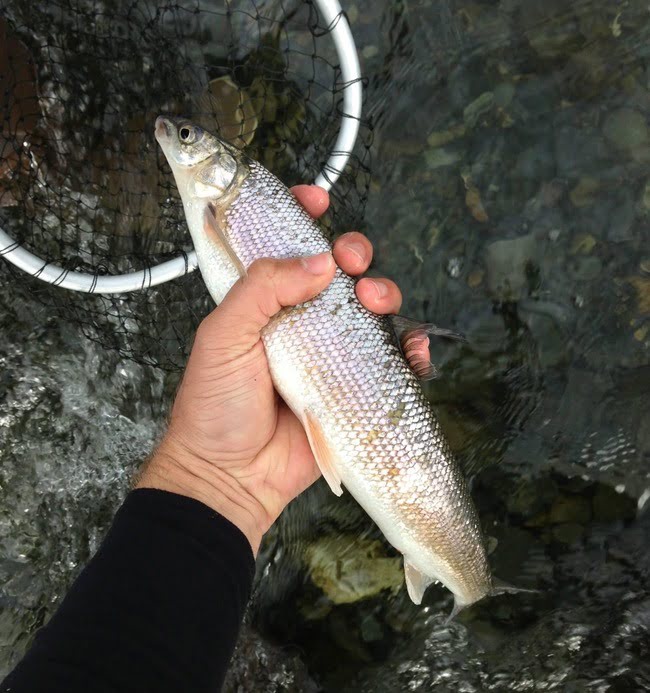 One Man’s Trash: The Wild World of Rough Fish