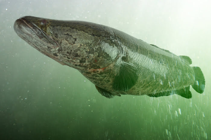 Large Snakehead fish lurking below the surface