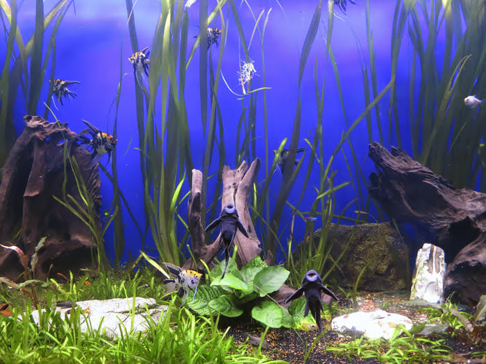 Freshwater Aquarium with Fake Plants
