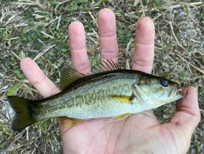 Small Largemouth Bass