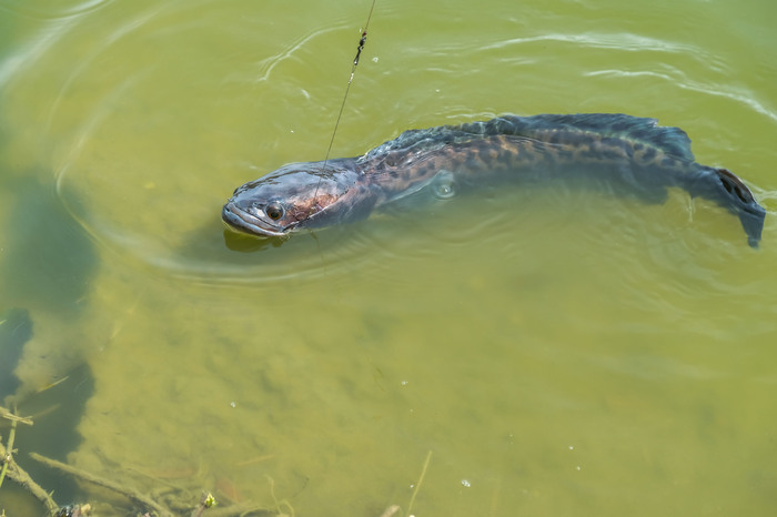 The Alien Invasion of the Snakehead Fish