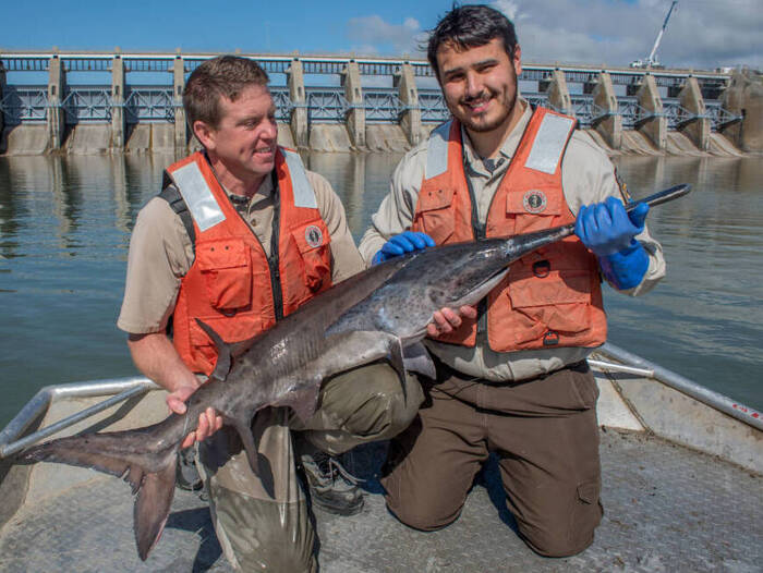 Are Paddlefish Good To Eat? Should You Throw Them Back?