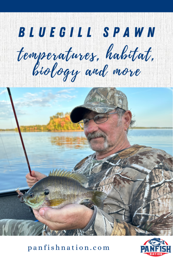 Bluegill Spawn- Temperature, Habitat, Biology and More. • Panfish Nation