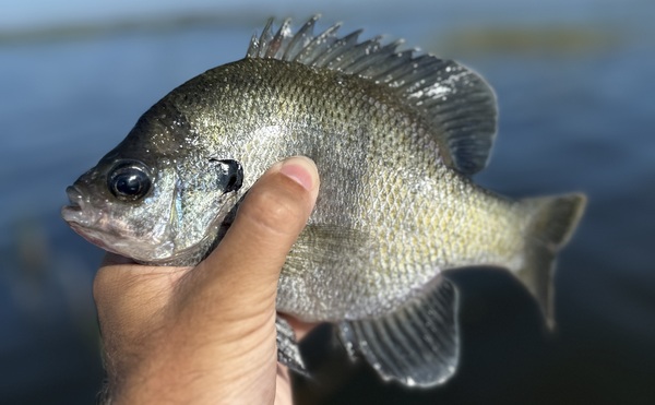 Large Bluegill (Panfish)