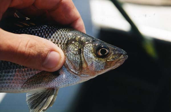 White Perch