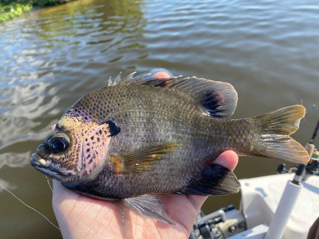 difference beween perch and bluegill