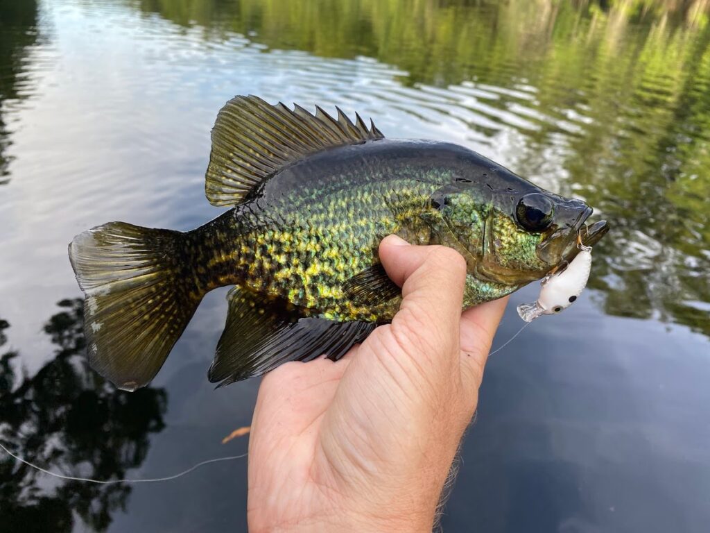 what size hooks for crappie