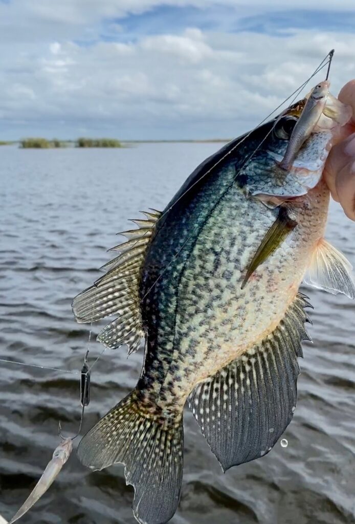 what size hooks for crappie