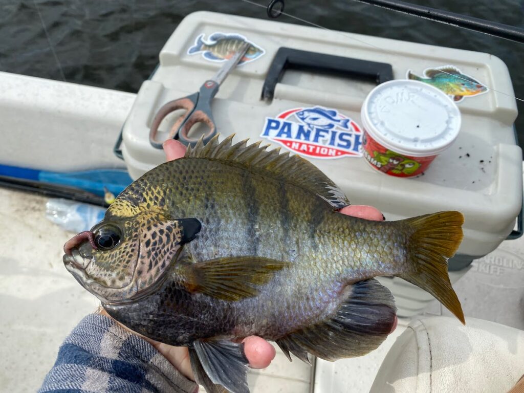 Coppernose Bluegill